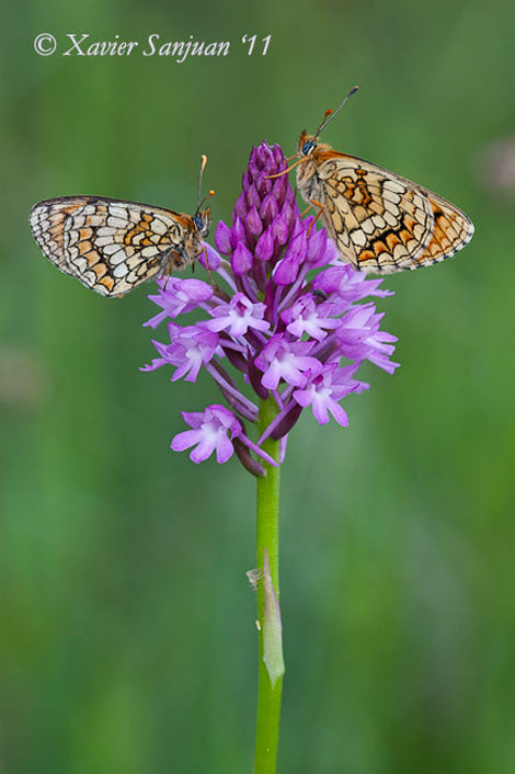  26 maig 2011 - La Selva (Girona), papallona: Melitaea parthenoides