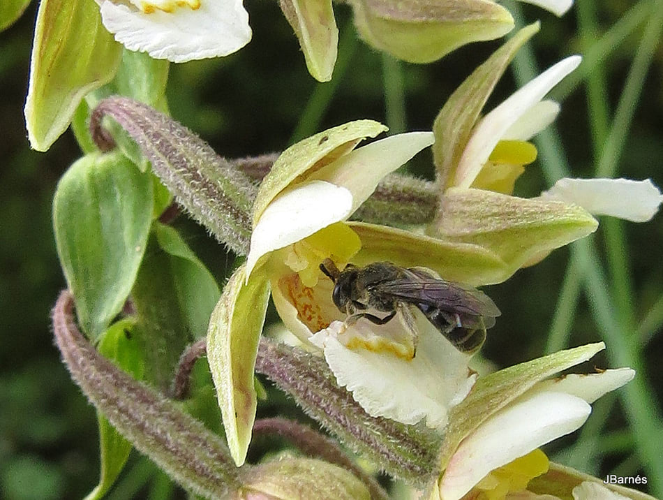 21 juliol 2016 - prov. de Girona - Andrena agilissima ♀ sobre Epipactis palustris determinat per David Vilasís