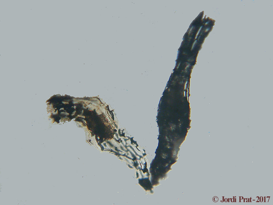  Any 2017 - Llavor de Dactylorhiza fuchsii 