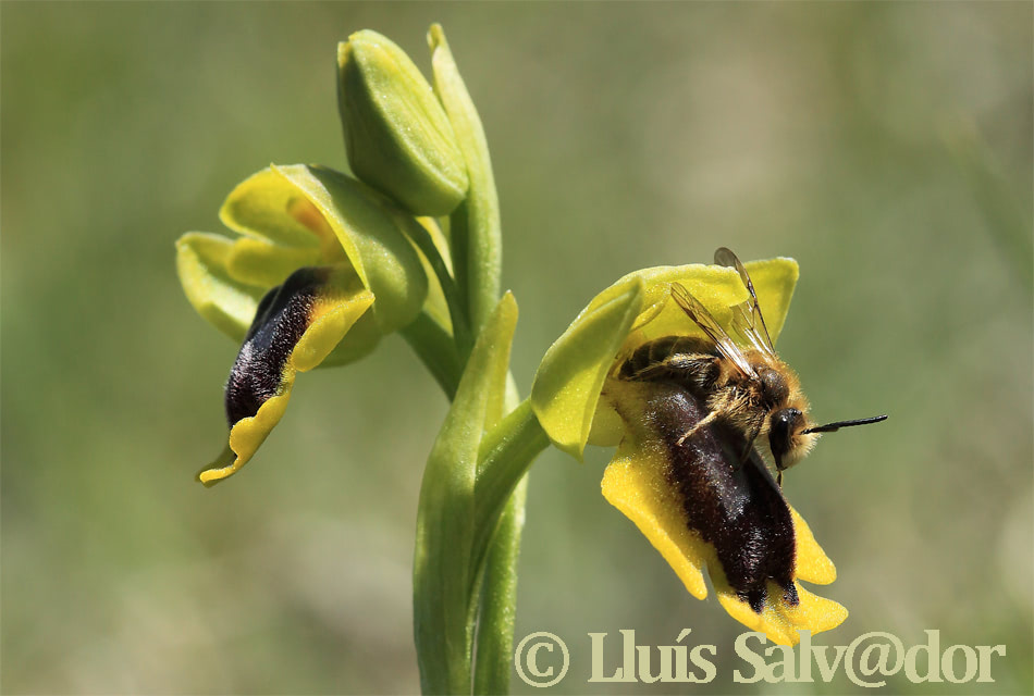 2 maig 2016 - prov. de Girona - Autor: Lluís Salvador - probable Andrena sp.