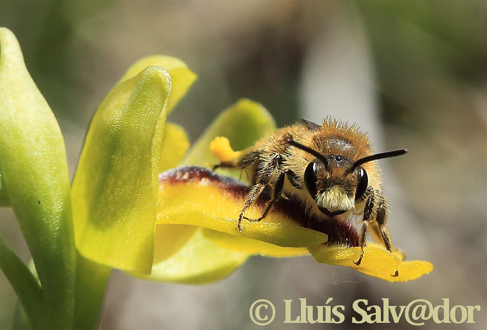 2 maig 2016 - prov. de Girona - Autor: Lluís Salvador - probable Andrena sp. sin determinar