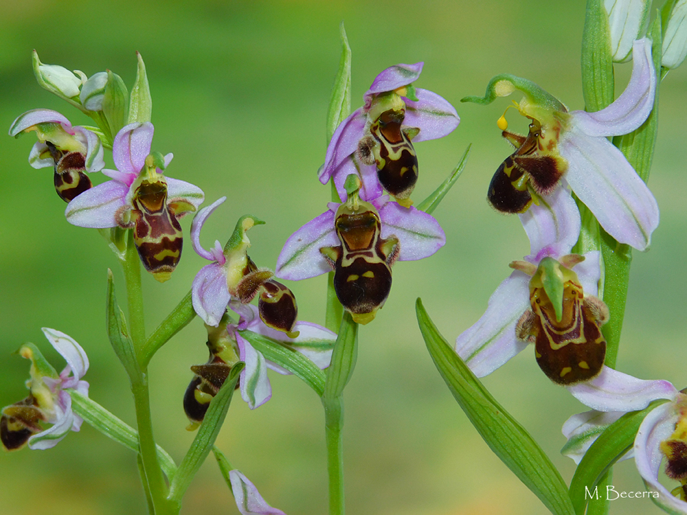 16 maig 2020 - Comparativa: Ophrys ×pompelonensis vs. parentales - Huarte (Navarra-Nafarroa) - Autor_ Manuel Becerra