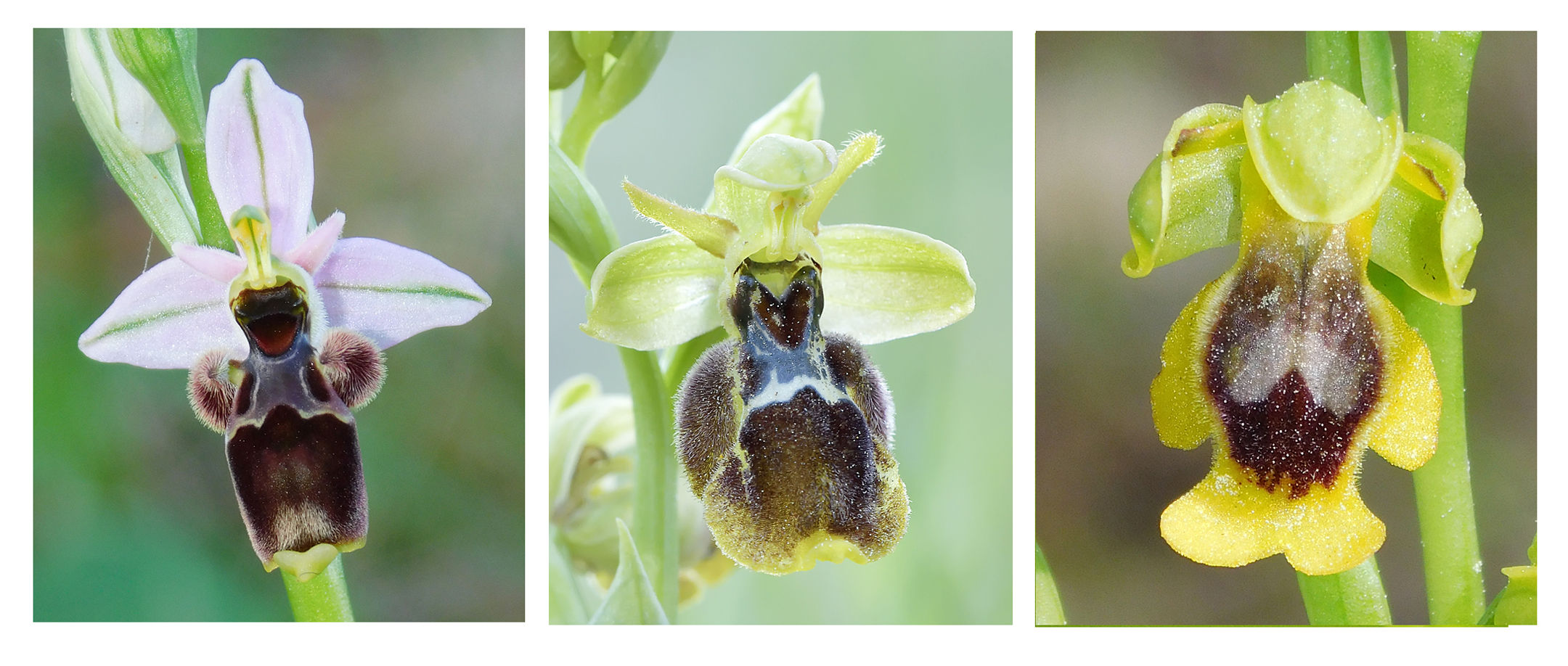 Comparativa entre las flores de Ophrys scolopax (izquierda), Ophrys ×diazii (centro) y Ophrys alpujata (derecha) -M. Becerra