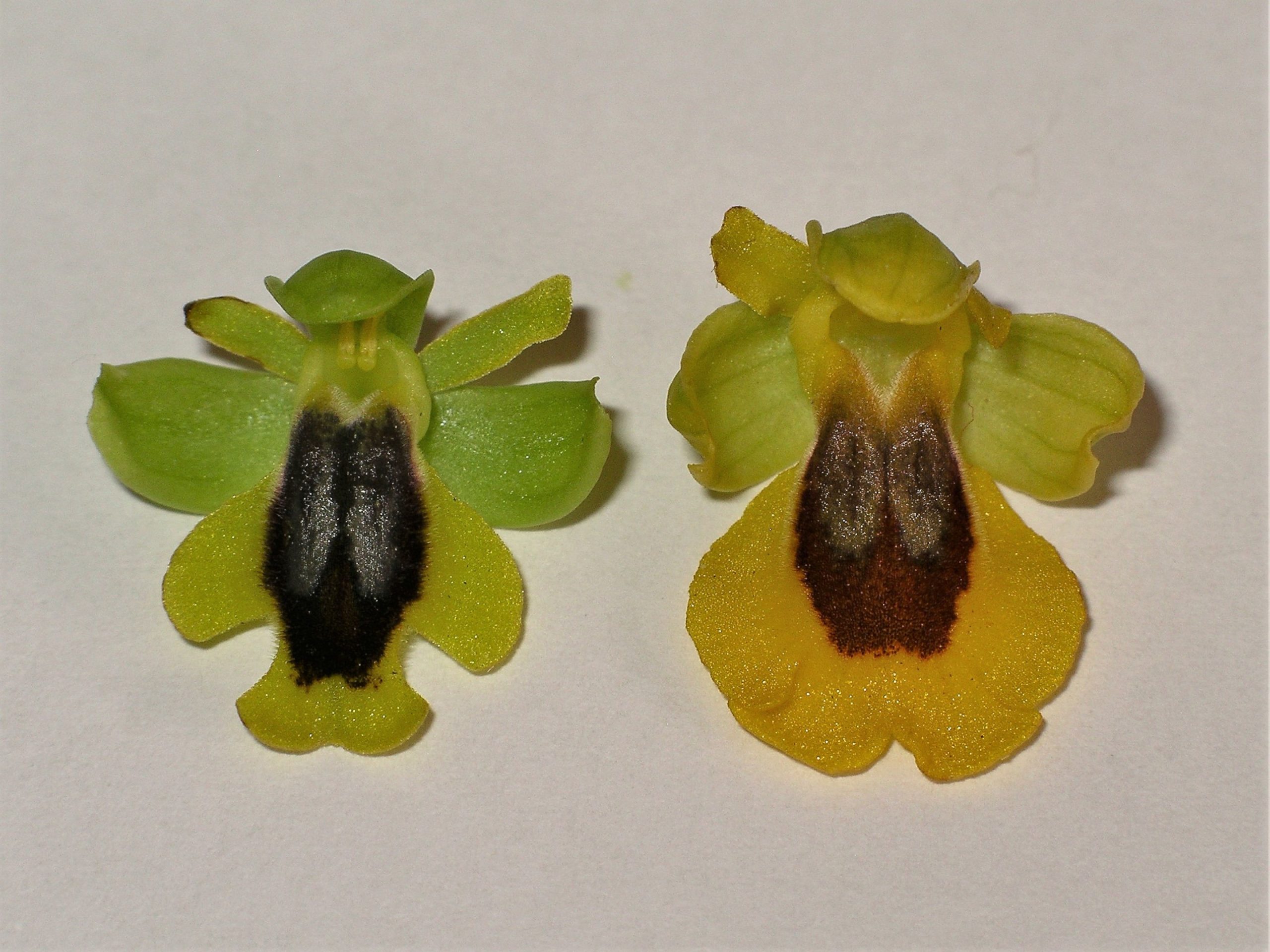 25 març 2019 - Autors: A. Riechelmann & H. Kholmüller - Ophrys alpujata (esquerra)  -  Ophrys lutea (dreta)