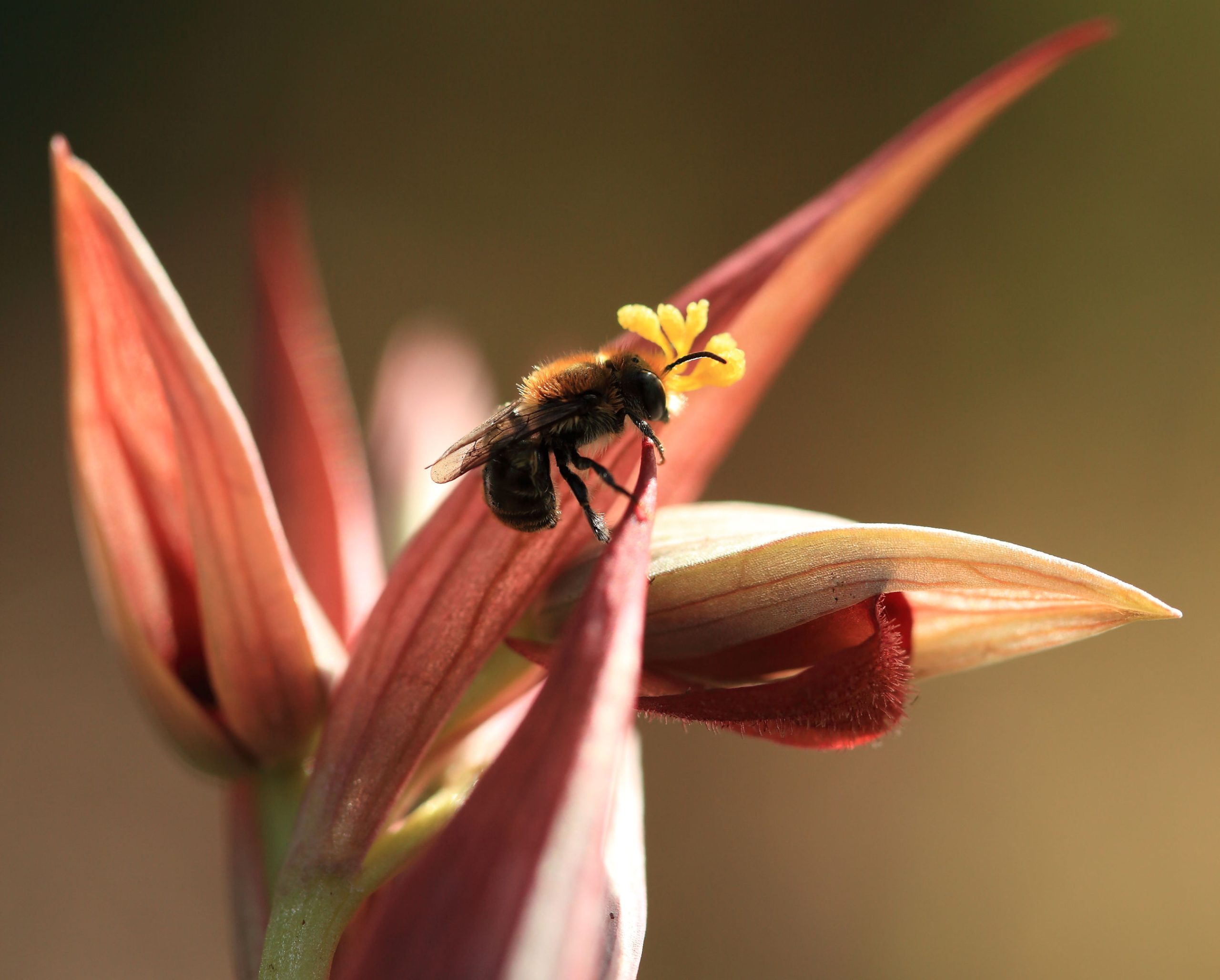 23 març 2016 - prov. de Càdis - Autor: Lluís Salvador - Osmia sp.