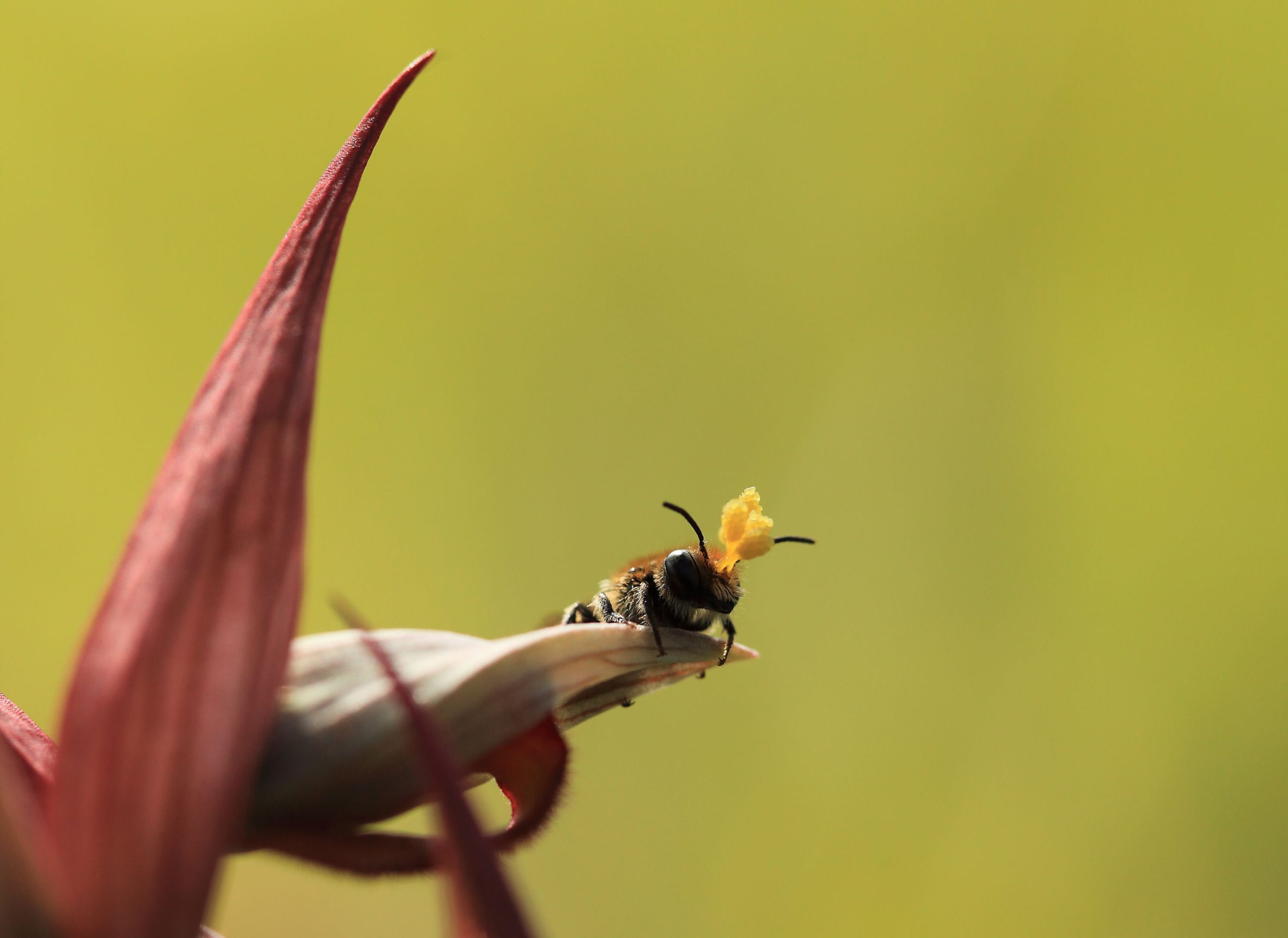 23 març 2016 - prov. de Càdis - Autor: Lluís Salvador - Osmia sp.